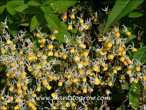Strange looking flowers